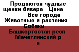 Продаются чудные щенки бивера › Цена ­ 25 000 - Все города Животные и растения » Собаки   . Башкортостан респ.,Мечетлинский р-н